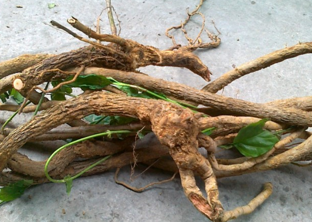 误食 | 错把断肠草根当五指毛桃煲汤，食物中毒日常需关注！！！